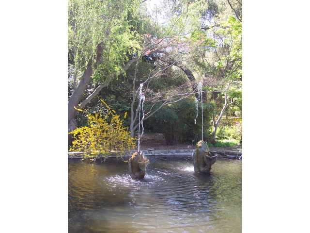 Descanso Gardens is in bloom 