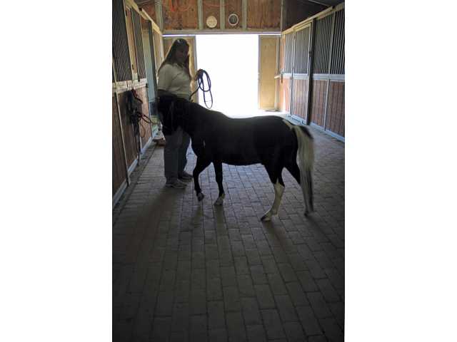 Rescued horses find loving home