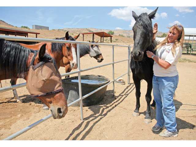 Rescued horses find loving home