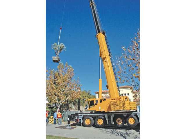 Extending olive branches in Stevenson Ranch