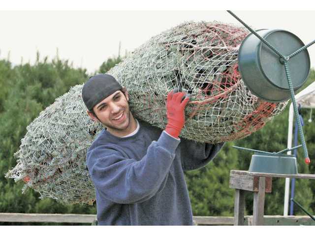 Chopping and shopping for Christmas trees