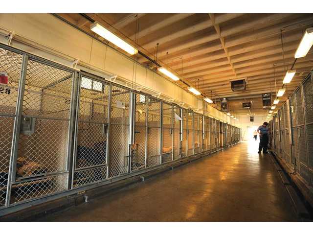 Shine for the shelter