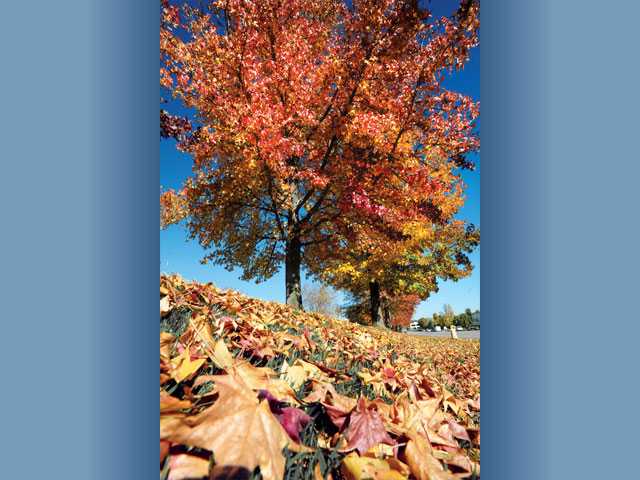 A kaleidoscope of colors