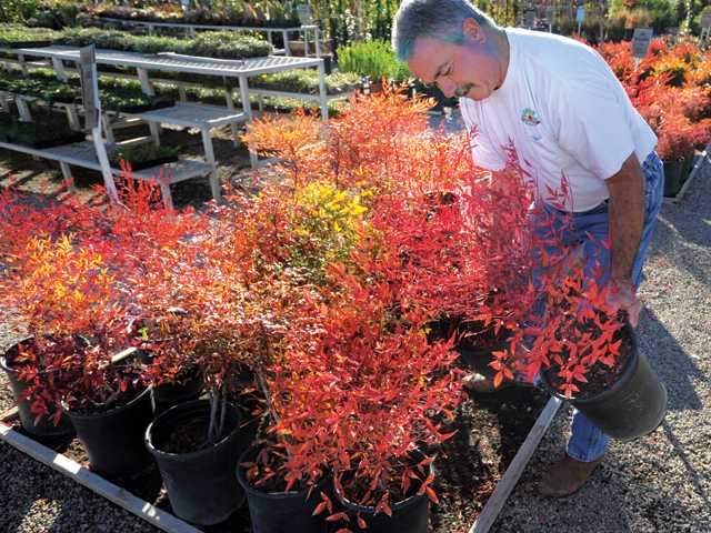 Winter gardening and landscaping