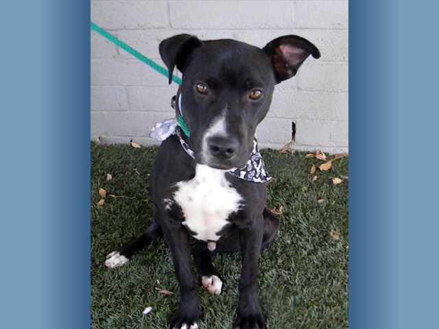 Featured pets: A fun-loving boy and a sweet girl