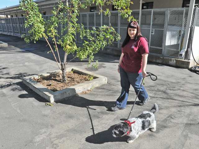 Giving homeless pets a second chance