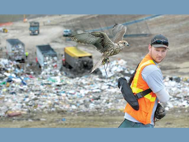 The falcon patrol