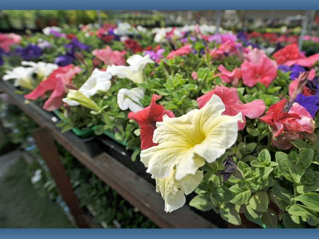 Bloomin’ spring