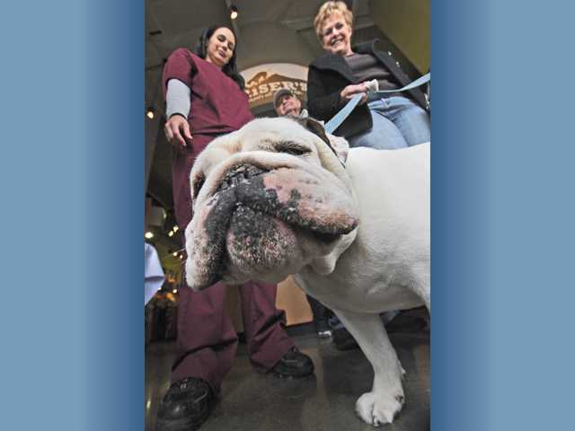 Dogs receive shots on St. Patrick's Day