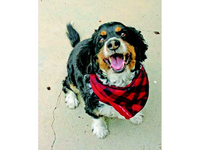 Featured pets: A blue-eyed beauty and three loving boys