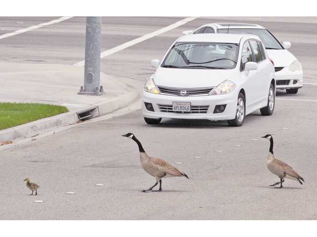 A Valencia goose chase
