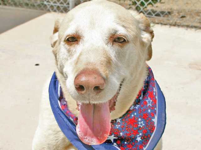 Featured Pets: Two wise men and a Princess
