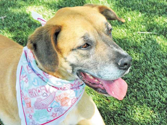 Featured pets: Two brothers and two Daisys up for adoption