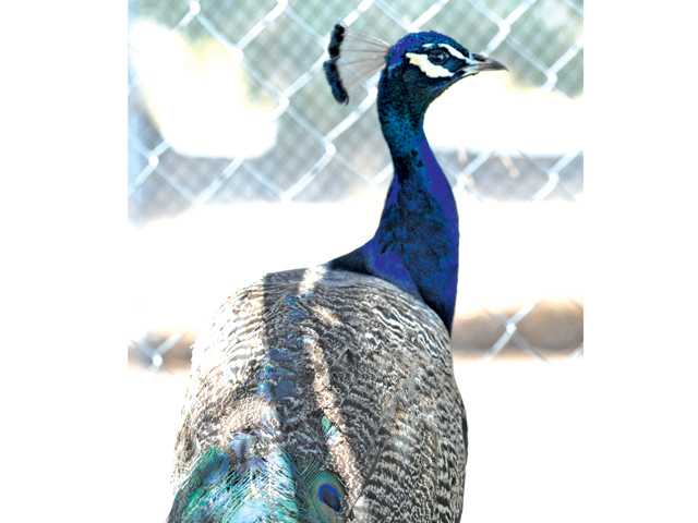 Why the peacock crossed the road