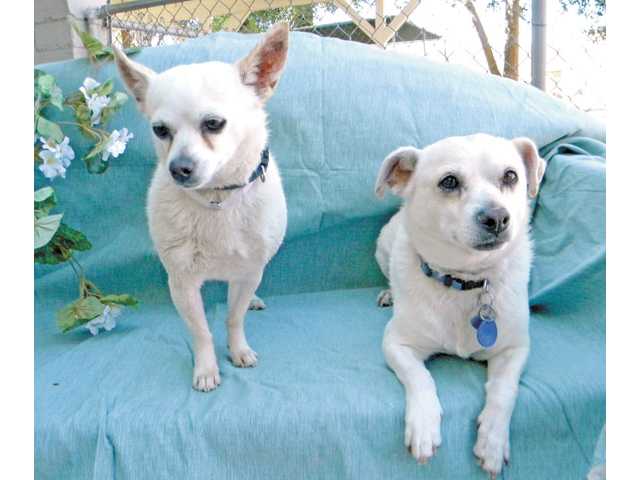 Featured Pets: Two star-crossed lovers, one cross-eyed kitty