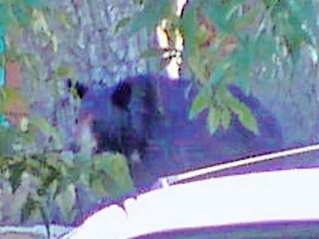 Bears plague Bouquet Canyon in recent weeks