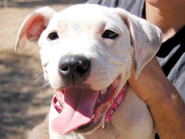 Featured pets: Three deaf dogs ready for your love