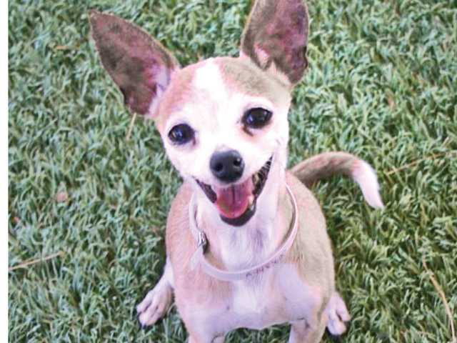 Featured Pets: 6 pounds of cuteness; 45 pounds of pure love
