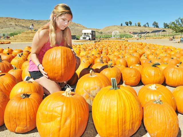 Pumpkin preparations