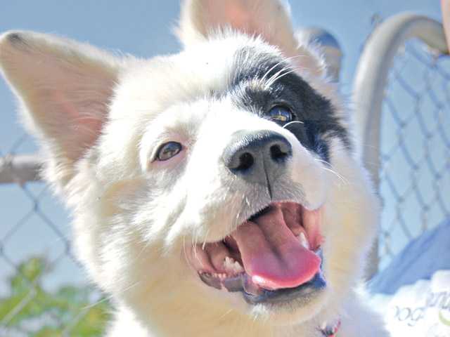 Featured Pets: Deaf dogs from Acton ranch seek forever homes