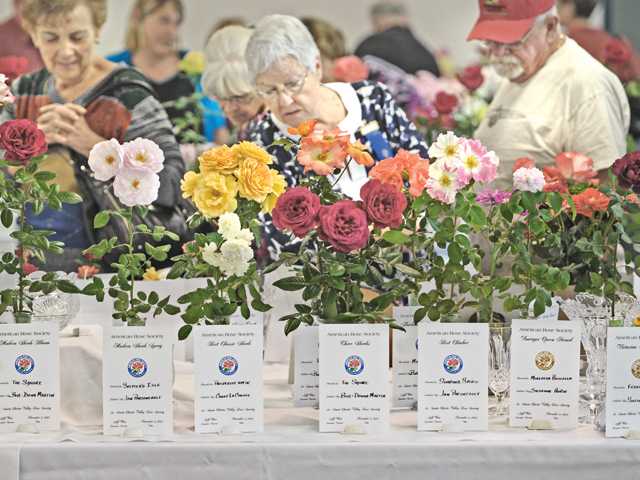 Wild West Roses score prizes
