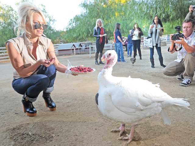 Pamela Anderson visits fowl friends at Gentle Barn off Sierra Highway