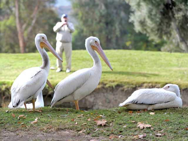 Pelicans make stop at Valencia golf course