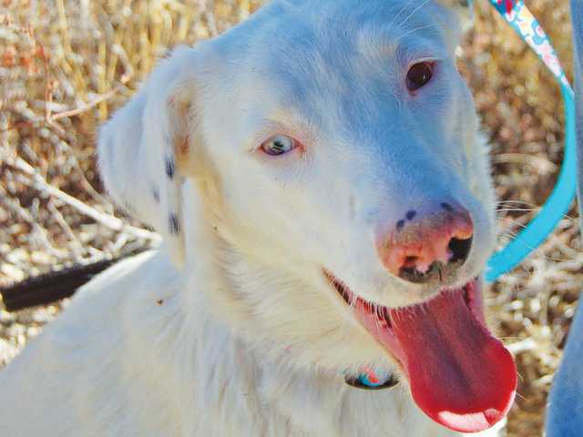 Three dogs, two deaf, seek permanent homes