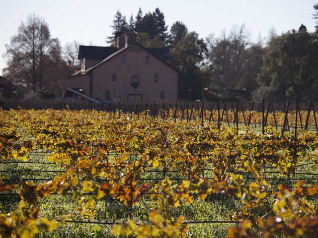 Massive Napa do-over prompts grape plant shortage 