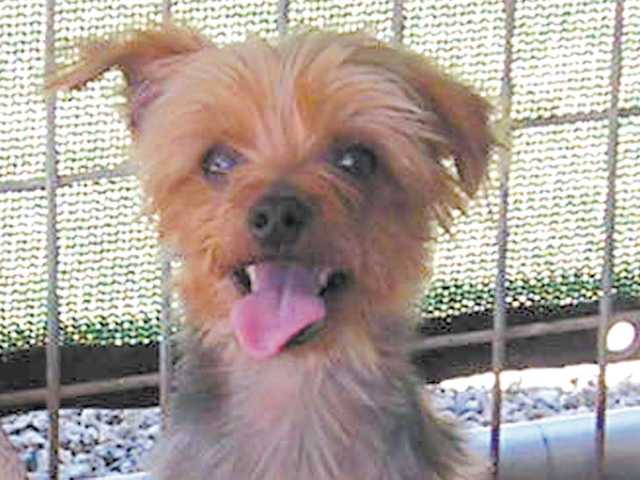 Four small sweethearts in search of homes