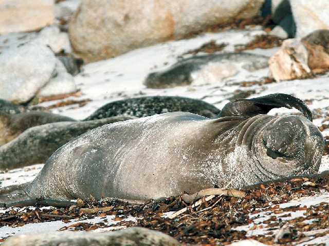 Whales, elephant seals delight NorCal beachgoers