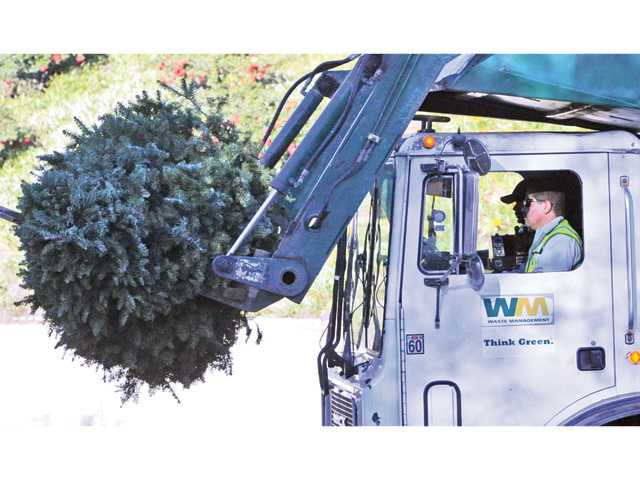 SCV Christmas trees produce tons of mulch