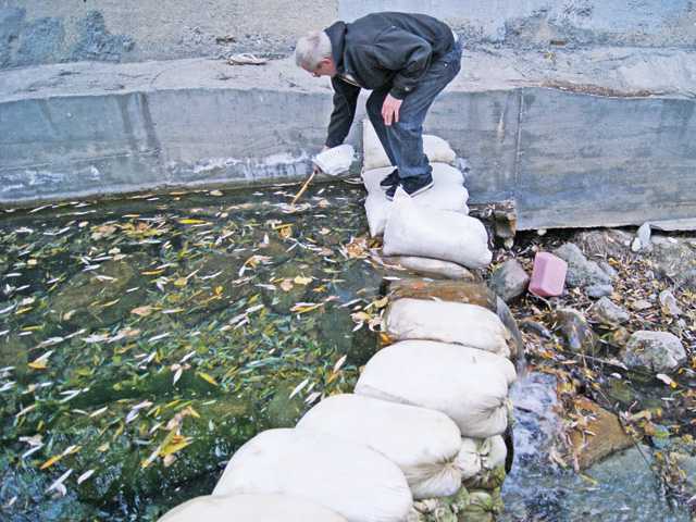 Sticking up for stickleback