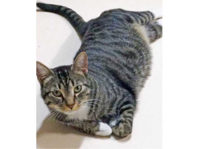 Cute cats crave your companionship