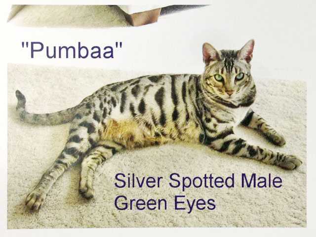 $500 reward offered for missing cat