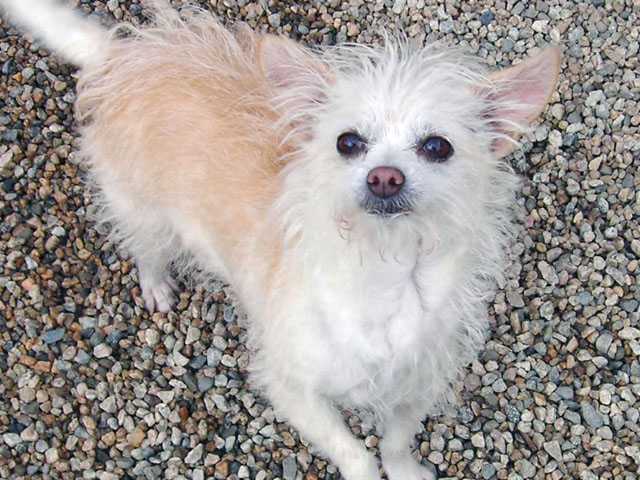 Featured pets 