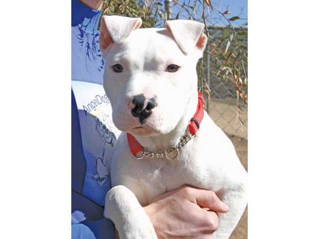 Three dogs looking for friendly and loving homes