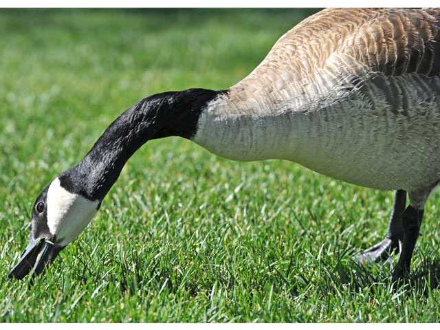 Santa Clarita: Return of the Canada Geese
