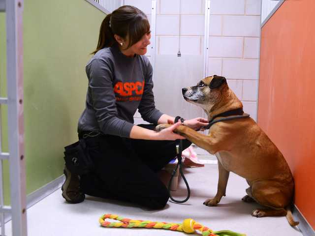 New center offers help for dogs consumed by fear 