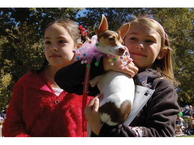 Free family fun at Bow-Wows & Meows pet fair
