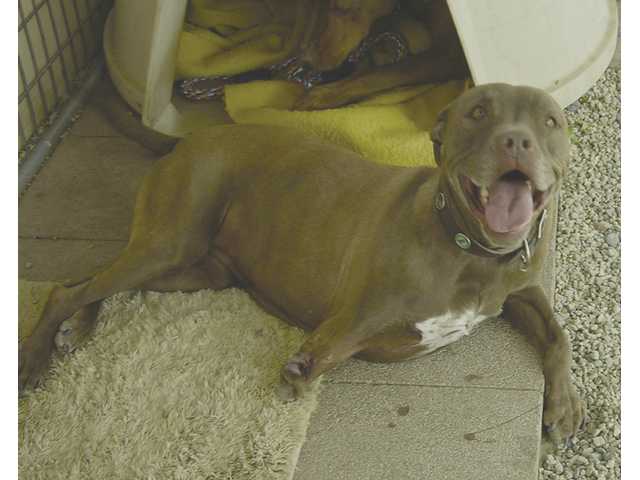 Disabled dogs look for special homes