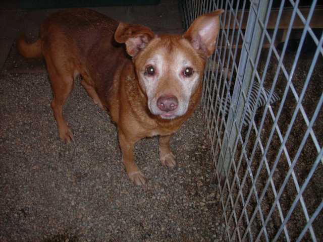 Senior canines need love and homes, too