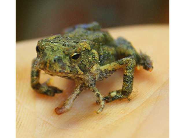Six-legged frog found Six-legged frog found