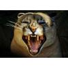 View wildchild's Profile
