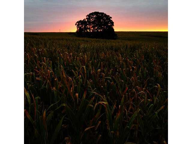 That Tree