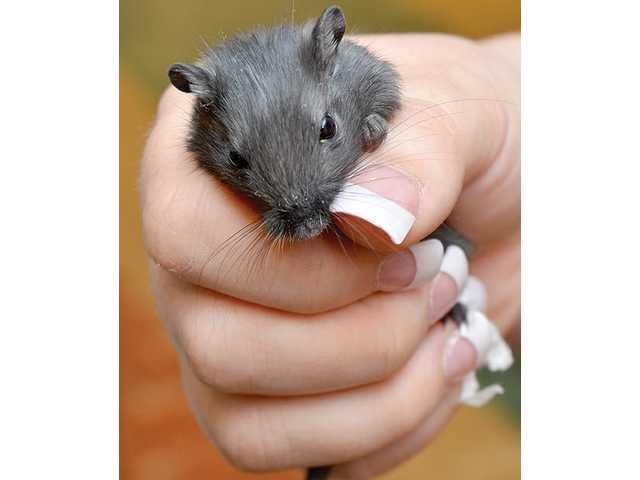 How much is that hamster in the window? How much is that hamster in the window?