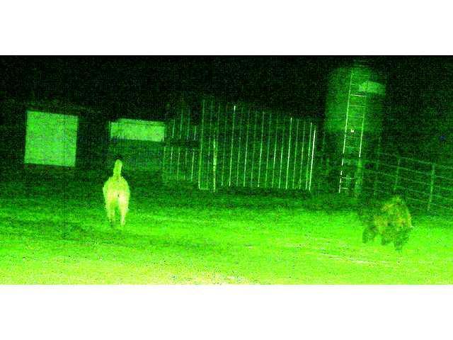 trailcam_photo.jpg