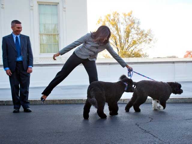 <p>In this Nov. 27, 2015, file photo, first lady Michelle Obama is pulled away by her dogs Bo and Sunny, after welcoming the Official White House Christmas Tree to the White House in Washington. </p>