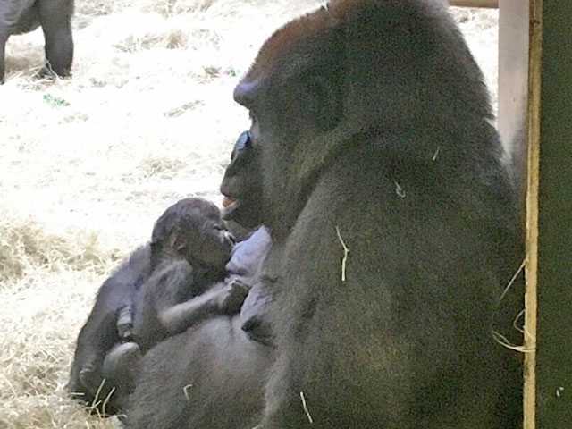 Zoo Knoxville announces birth of endangered gorilla Zoo Knoxville announces birth of endangered gorilla