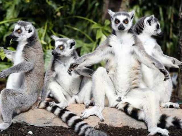 Aquarium animals could react to eclipse Aquarium animals could react to eclipse